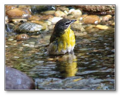 yellow breasted chat