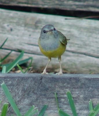 mourning warbler female