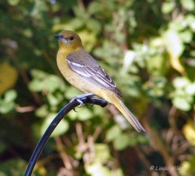 orchard oriole female