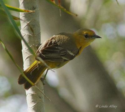 orchard oriole female