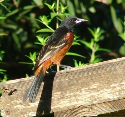 orchard oriole male