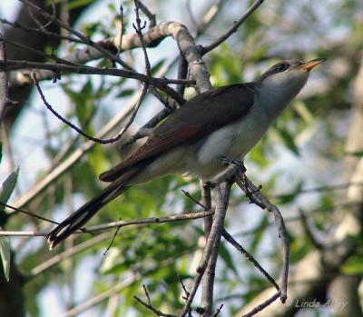yellow billed cuckoo