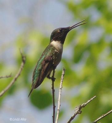 black chinned male