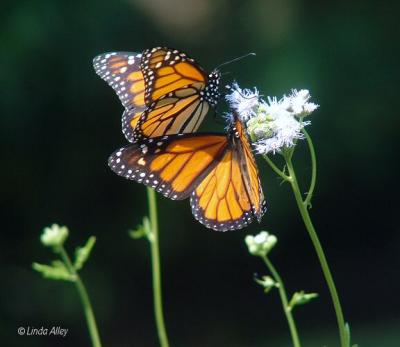monarchs
