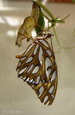 gulf fritillary