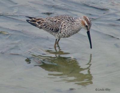 stilt sandpiper