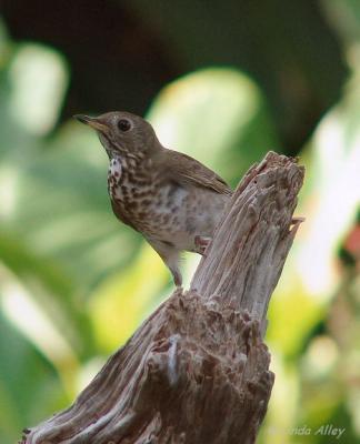 gray-cheeked thrush