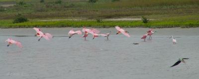 roseate spoonbills