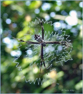 silver argiope spider