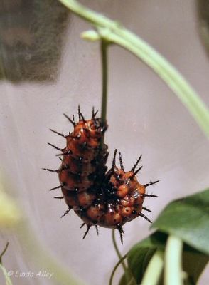 gulf fritillary making j