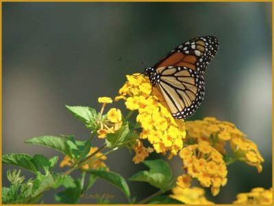 monarch on lantana