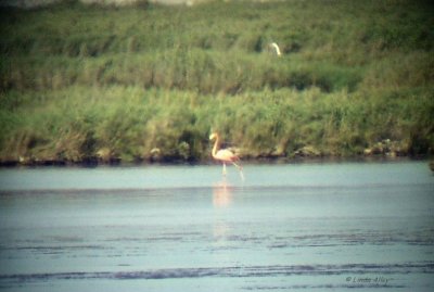 greater flamingo/bayside
