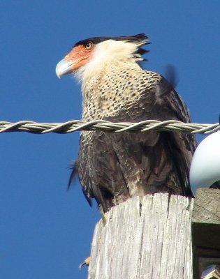 crested caracara