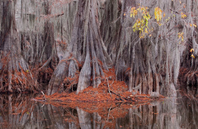 Big Cypress Bayou