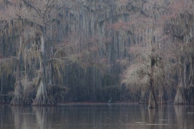 Big Cypress Bayou