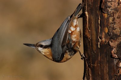 Sitta europaea