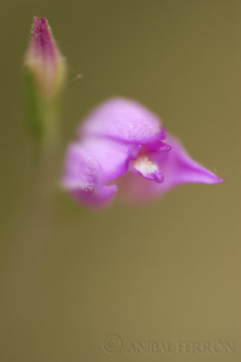 Cephalanthera rubra