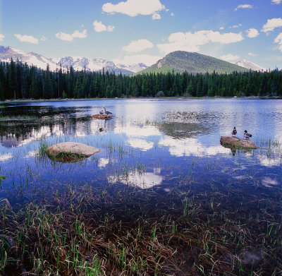 rocky mtn ducks.jpg