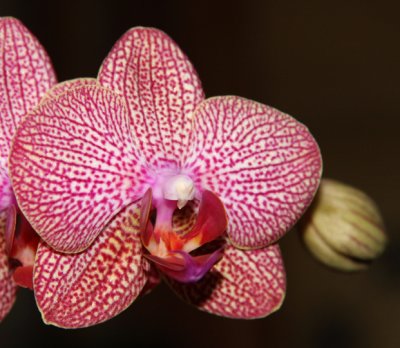 ORCHIDEEËN