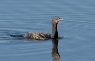 Little Black Cormorant