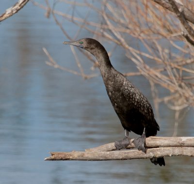 Little Black Cormorant