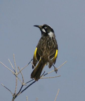 New Holland Honeyeater (immature)