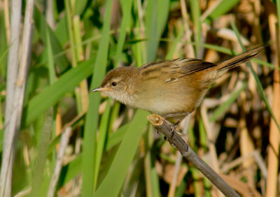 Little Grassbird (juvenile)