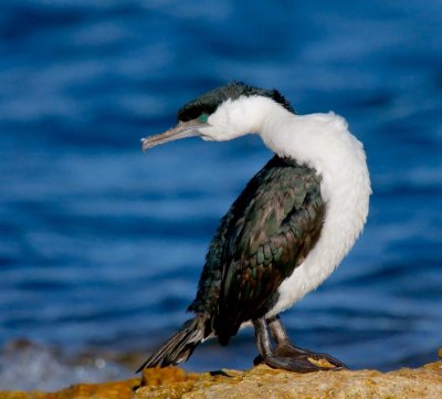 Black-faced Cormorant