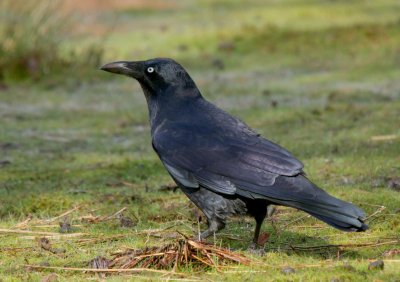 Forest Raven