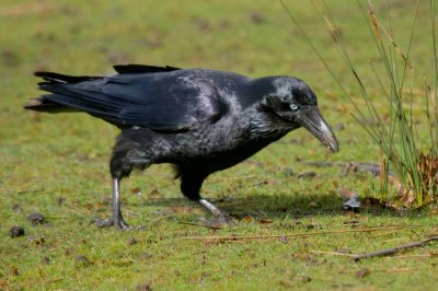 Forest Raven