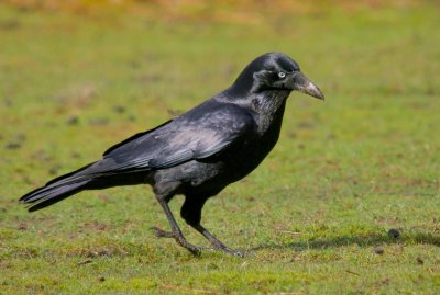 Forest Raven