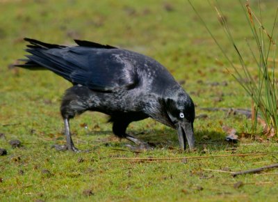 Forest Raven