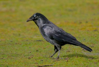 Forest Raven