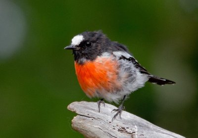 Scarlet Robin (male in moult)