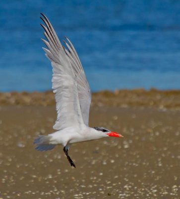 Caspian Tern