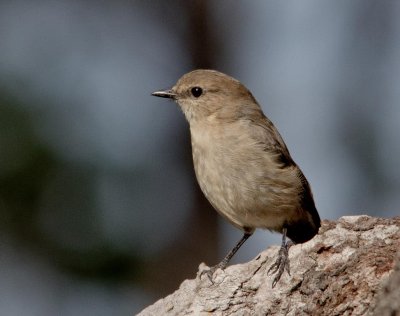 Dusky Robin