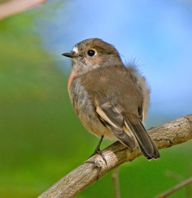 Scarlet Robin