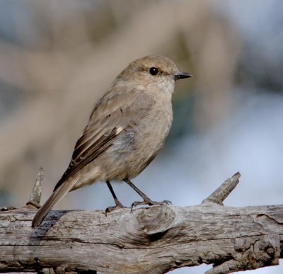 Dusky Robin