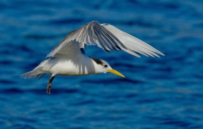 Crested Tern