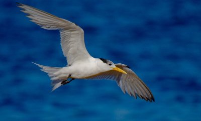 Crested Tern