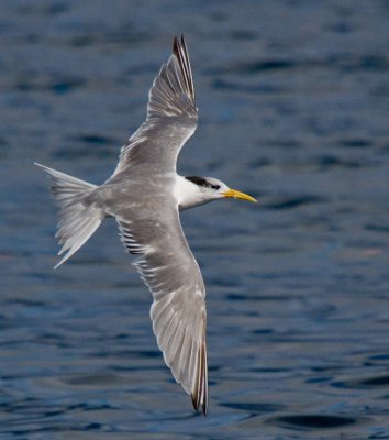 Crested Tern