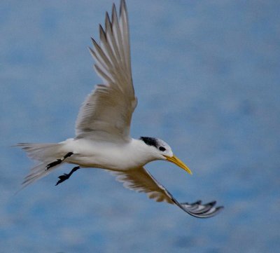 Crested Tern