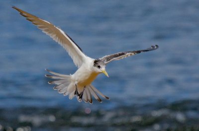 Crested Tern (juvenile)