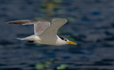 Crested Tern