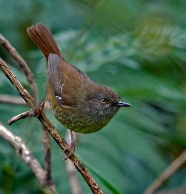 Tasmanian Scrubwren