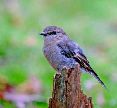 Dusky Robin