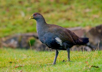 Tasmanian Native Hen