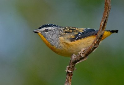 Spotted Pardalote