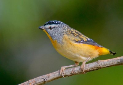 Spotted Pardalote