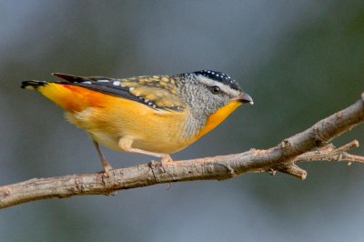 Spotted Pardalote